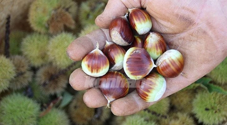 Alternatif ürün olarak yetiştirdiği kestaneden 9 ton rekolte aldı