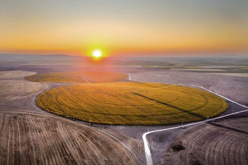 Altınova Tarım İşletmesinde tarlalar sarıya büründü