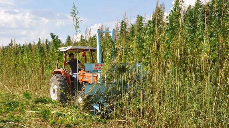 Amasya'da ata tohumundan 40 yıl sonra kenevir üretimi