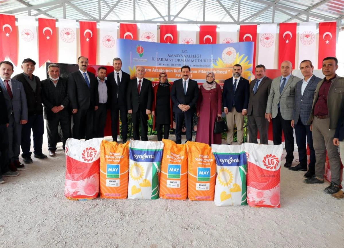 Amasya'da çiftçilere ayçiçeği tohumu dağıtıldı