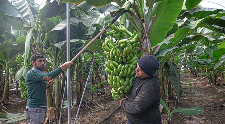 Amik Ovası her mevsim tarım işçilerine ekmek kapısı oluyor