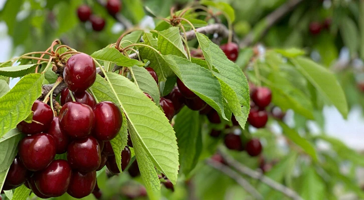 Anadolu lezzetleri Tarım Kredi Kooperatif Marketlerde