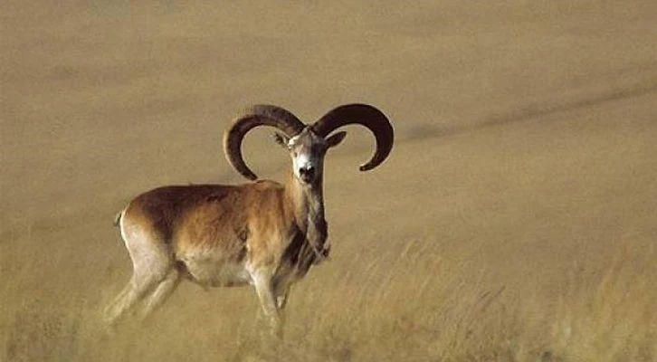 Anadolu yaban koyunları doğayla buluşmaya devam ediyor; Avlamanın cezası 245 bin lira