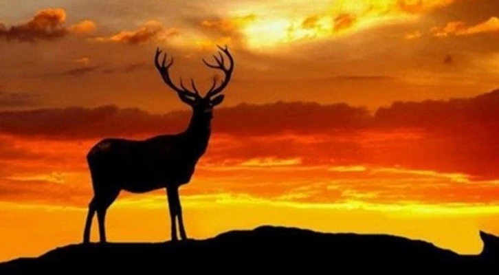 Anavatanı Türkiye olan geyiklerin yaşam alanı artıyor