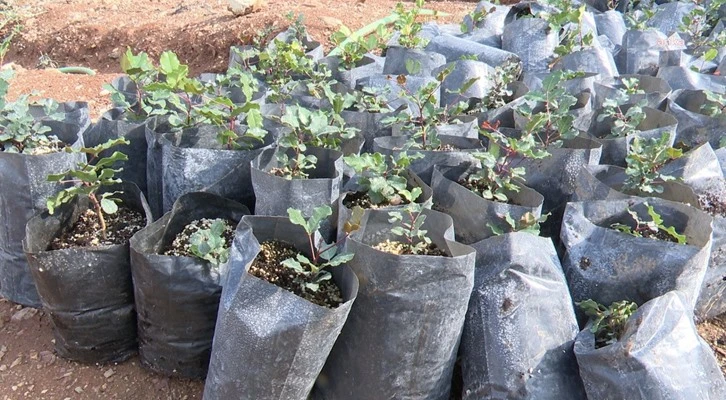 Antalya Büyükşehir’den çiftçiye keçiboynuzu desteği