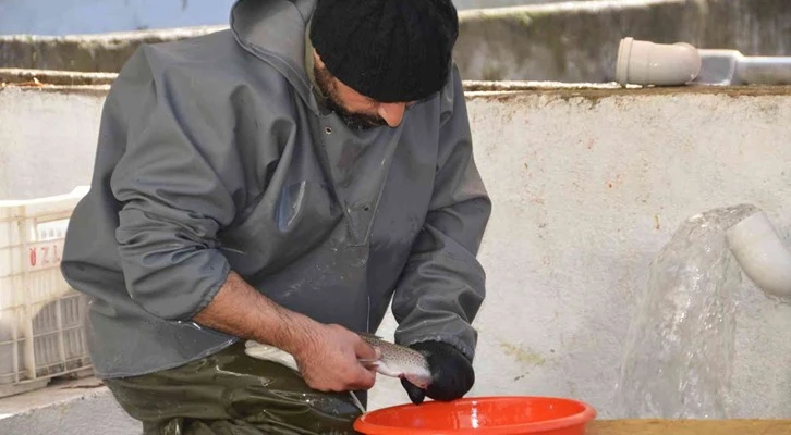 Antalya'da alabalık üretimi için sağım işlemi başladı