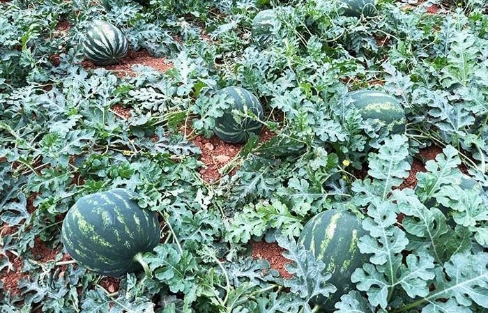 Antalya'da kış karpuzu için geri sayım başladı