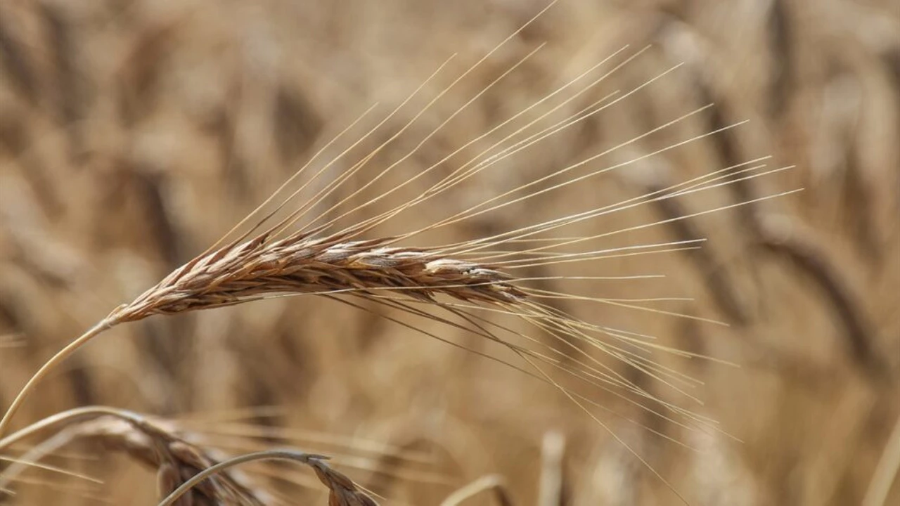 Ardahan'da 225 üreticiye 112 ton "tritikale" tohumu dağıtıldı