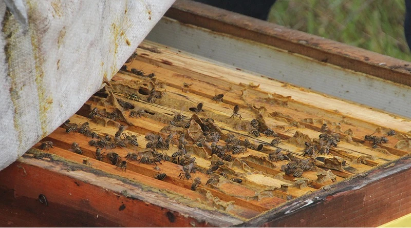 Arıcılıkta kışlatma dönemi başladı