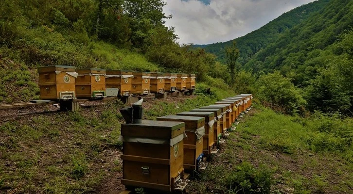Arıyla Güçlenen Hayatlar için kurulan Bal Ormanları