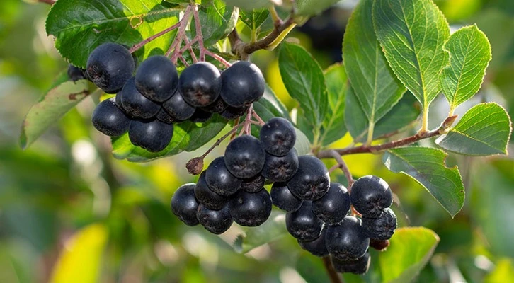 Aronyalı üzüm suyunu satışa sunmaya hazırlanıyorlar