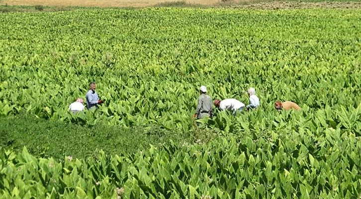 “Avans ödemeleri, tütün çiftçilerimizin maliyetlerini karşılayabilmeleri için zorunlu hale getirilmelidir”