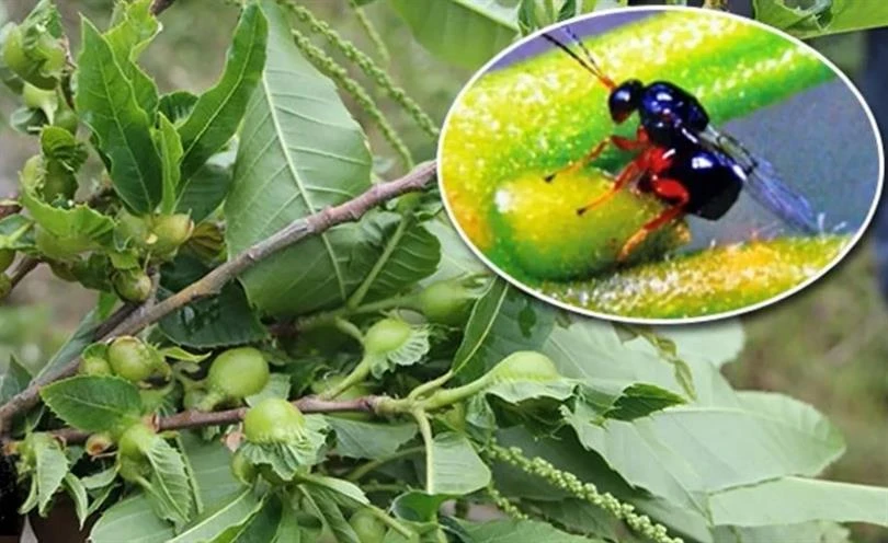 Aydın’da 9 bin “Gal Arısı” tuzağı dağıtıldı