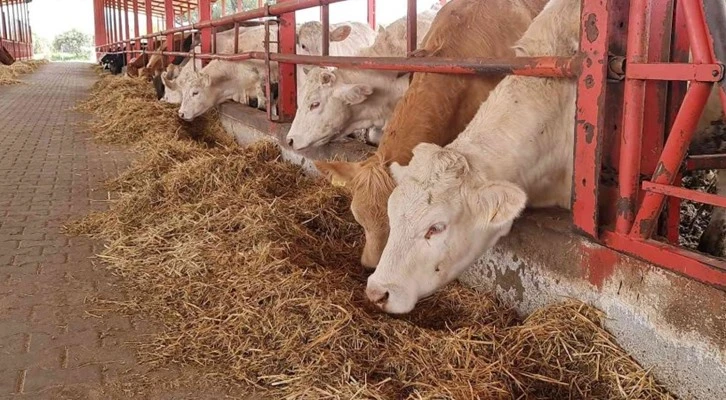 Aydın’da düve sayısı bu proje ile artacak