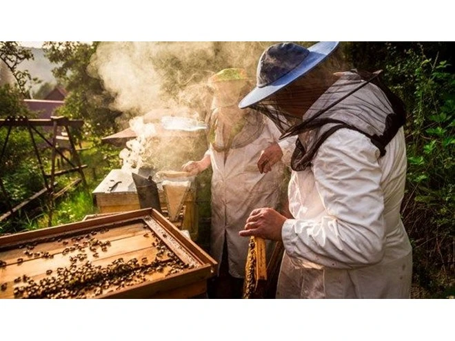 Azalan arı popülasyonu gıda güvenliğini tehdit ediyor