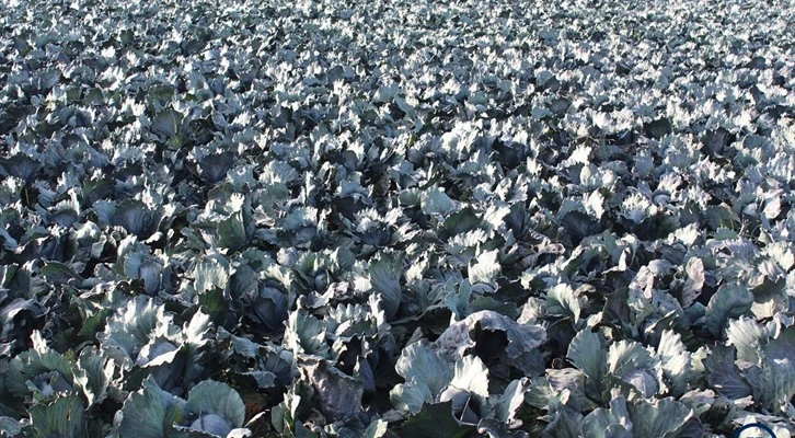 Bafra Ovası’nda mor lahana hasadı yüz güldürüyor