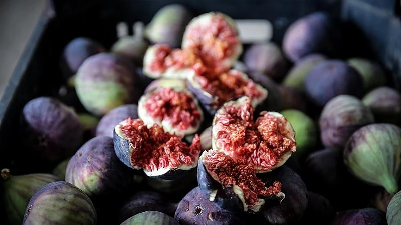 Bakan Yumaklı: Bursa siyah inciri, AB tescili aldı