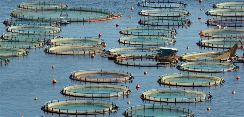 Bakan Yumaklı: “Türkiye, su ürünleri avcılığı ve yetiştiriciliğinde bölgesinde lider konumda”