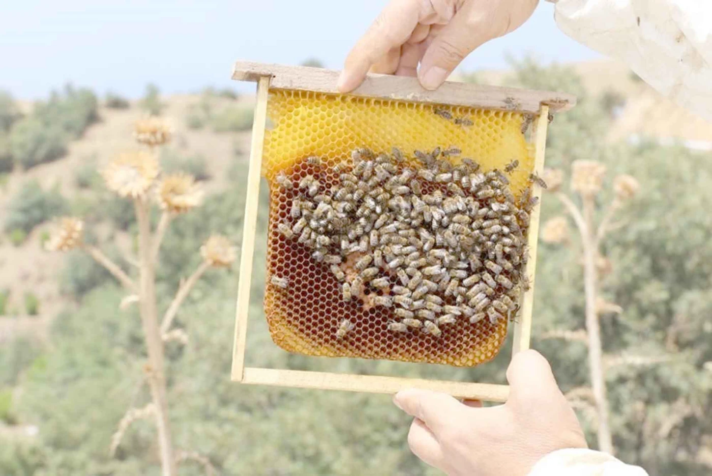 Bal ormanları arıcılığı canlandırdı!