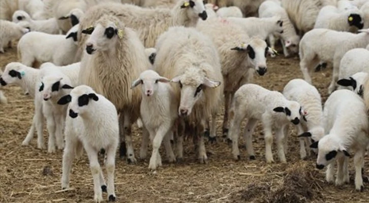 Balıkesir'de 1610 küçükbaş hayvan çiçek hastalığına karşı aşılandı
