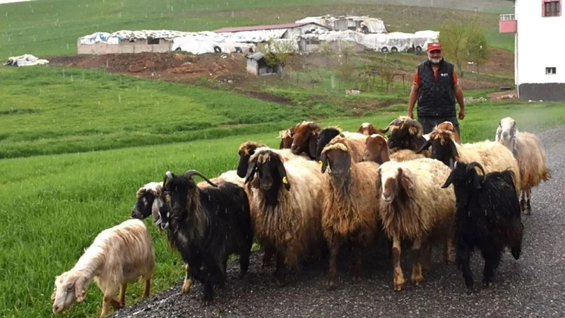 Batman’da yağışlar, tarım ve hayvancılığı canlandırdı