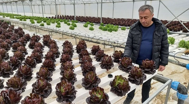 Beypazarı'nda topraksız serada marul yetiştiriliyor