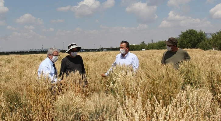 Bilgi ürüne dönüşmeye başladı; Konya Gıda ve Tarım Üniversitesi, yerli ve milli tohumda tarihi bir adım attı
