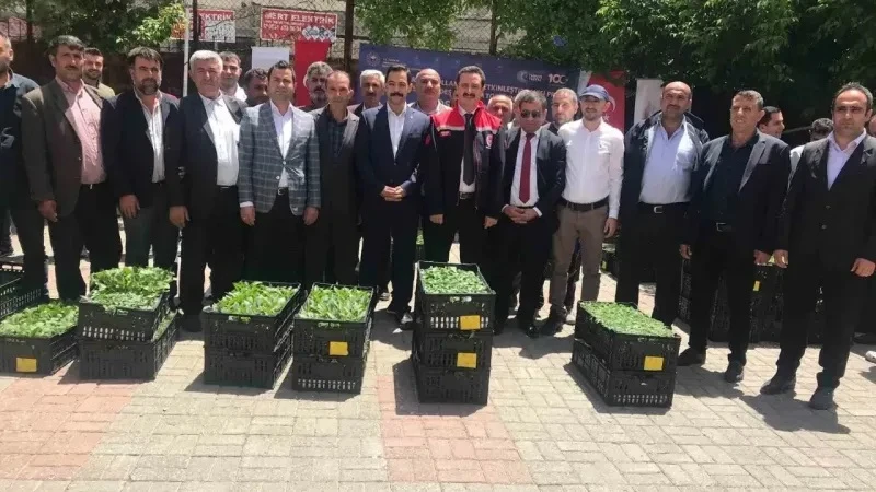 Bitlis'te çiftçilere fide desteği: 21 bin fidan, %75 hibeyle 39 çiftçiye ulaştı!