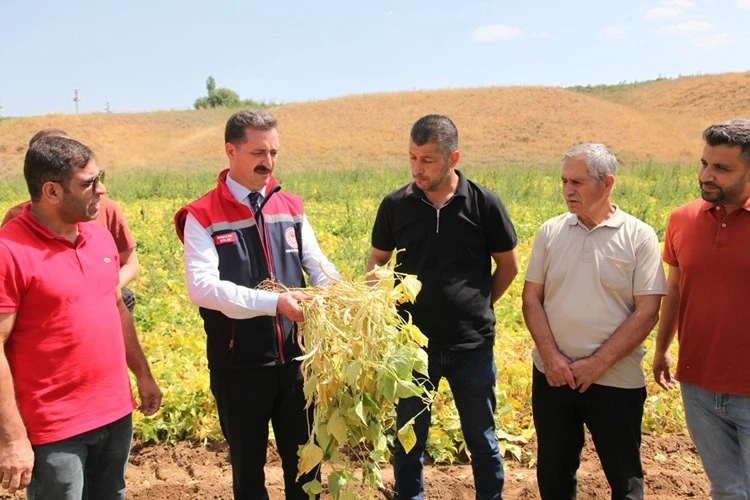 Bitlis'te kuru fasulye hasadına başlandı