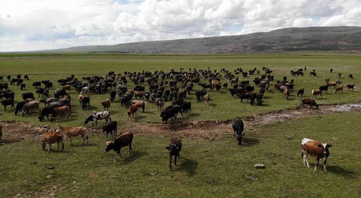 Bitlis'te manda popülasyonu artmaya devam ediyor