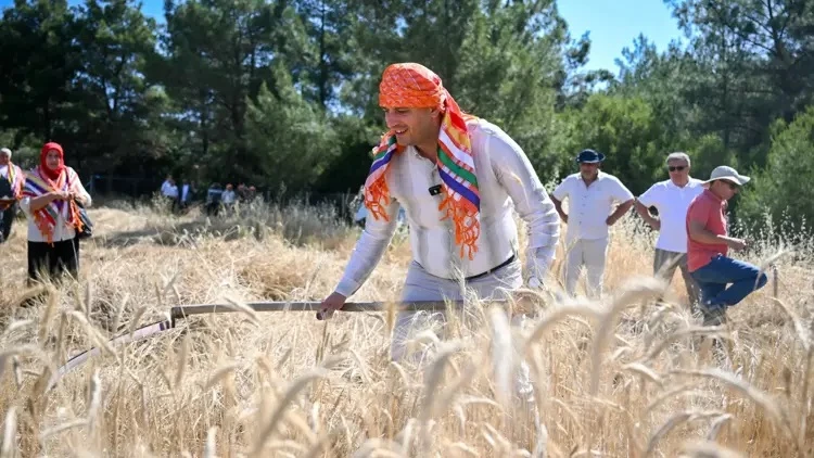 Bornova'da Tritikale buğdayın hasadına başlandı