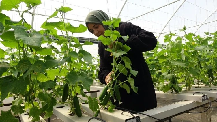 Bu yöntem ile 26 günde salatalık, 30 günde marul üretiyor
