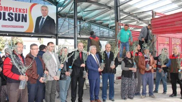 Burdur Bucak'ta üreticilere zeytin fidanı dağıtıldı