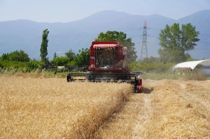 Bursa Orhangazi Belediyesi Tarım A.Ş'nin ilk hasadı gerçekleştirildi