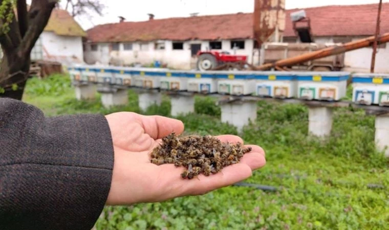 Bursa'da toplu arı ölümleri