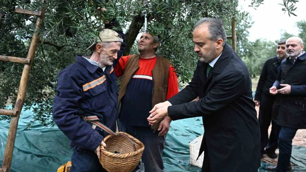 Bursa’da zeytin hasadı törenle başladı