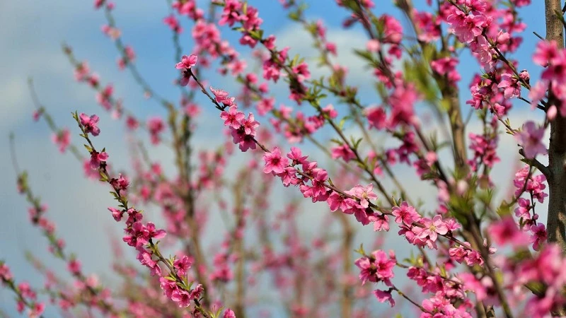 Büyük ovalarda meyve bahçesi tesis edilmesi kolaylaştırıldı