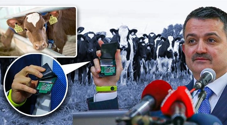 BÜYÜKBAŞ HAYVANLARA YENİ TİP KULAK KÜPESİ