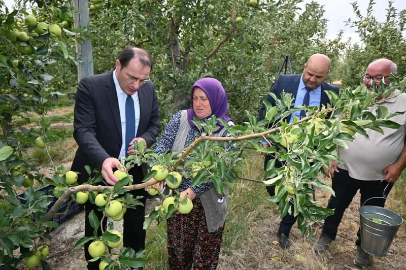 Çay’da elma hasadı başladı