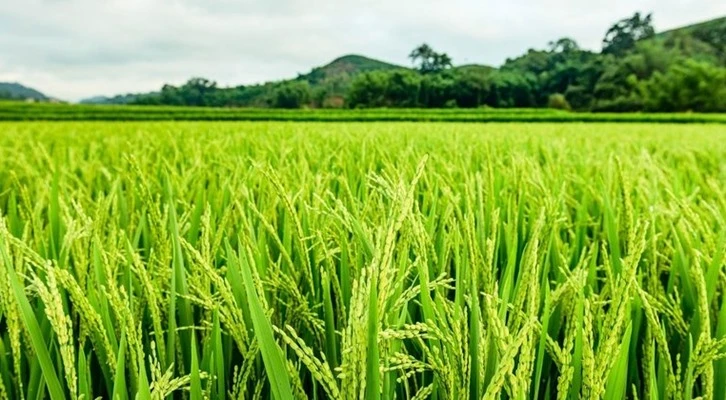 Çeltik hasadından 15 bin 500 ton rekolte bekleniyor