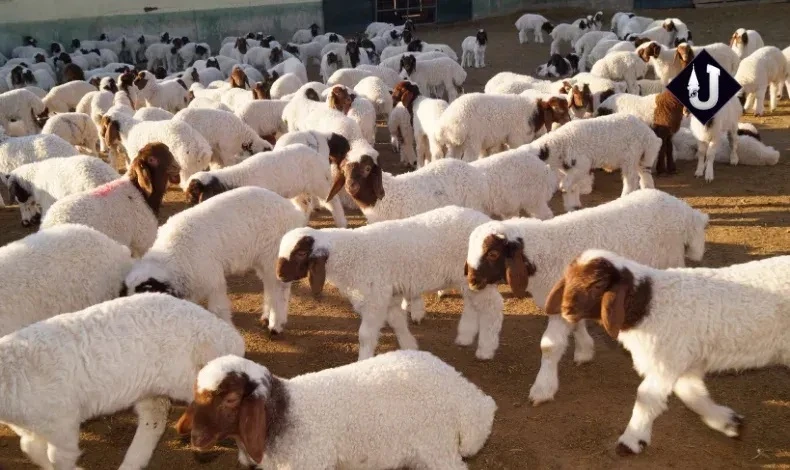 Ceylanpınar Tarım İşletmesi'nde 60 Bin İvesi Cinsi Kuzu Dünyaya Geldi