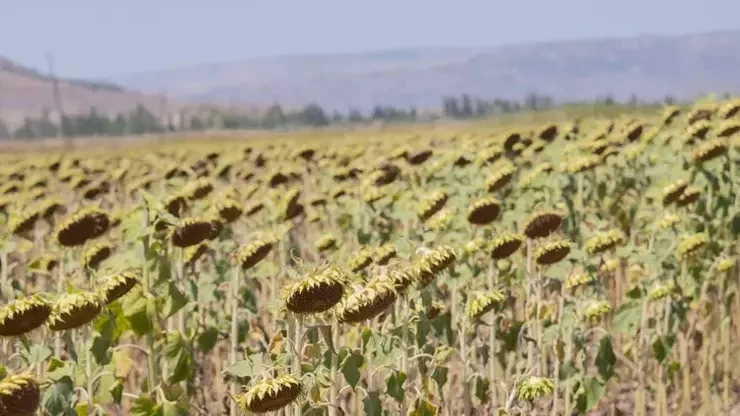 Ceylanpınar tarım işletmesinde ayçiçeği hasadı başladı