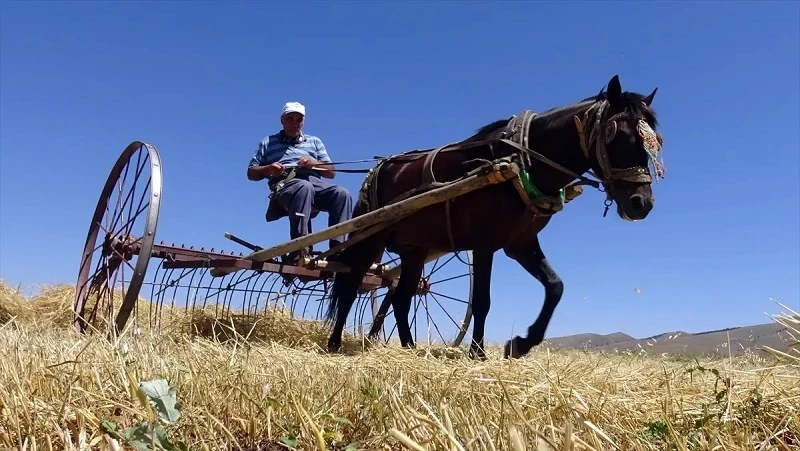 Çiftçiler ekim alanına indi: Tahıl hasadı başladı