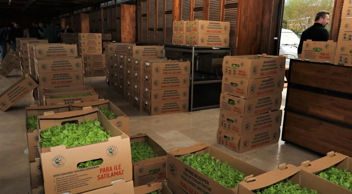 Çiftçiye 400 bin kıvırcık fidesi