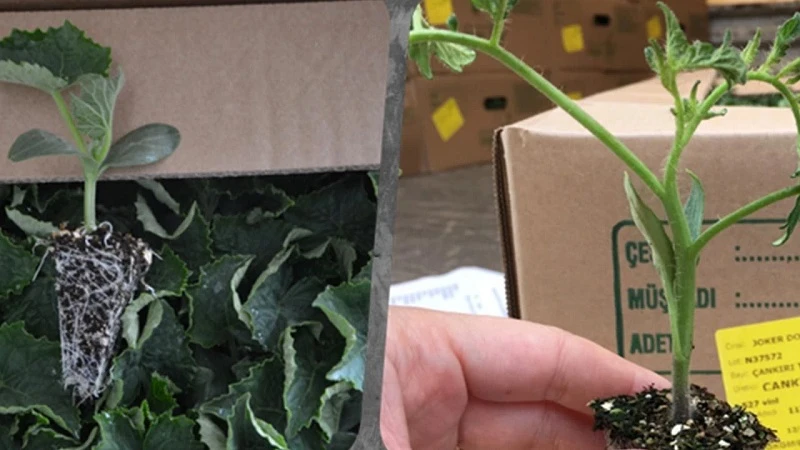 Çiftçiye tüplü sebze fide desteği