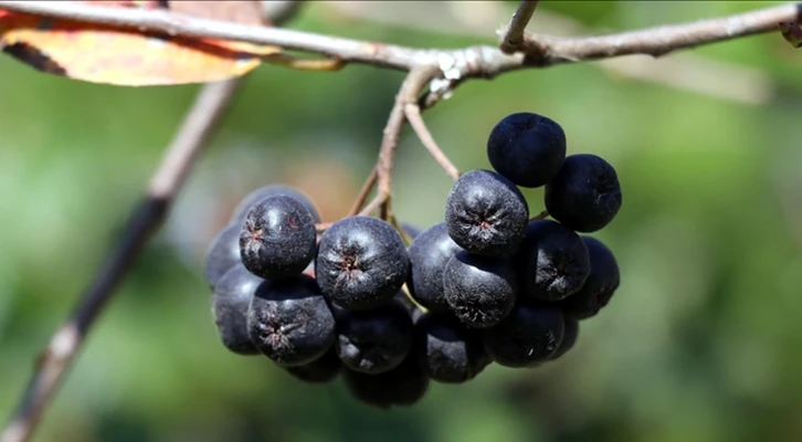 Coğrafi işaret tescilli 'Yalova aronyası'nda hasat dönemi başladı