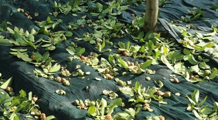 Coğrafi işaretli Niksar cevizinde üretim 2 bin 500 tona çıktı