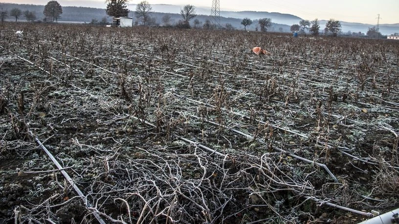 Çukurova'yı don vurdu, tarımsal üretim zararda