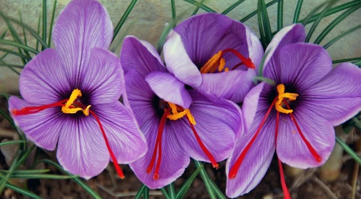 Çumralı öğrenciler okulda safran üretiyorlar