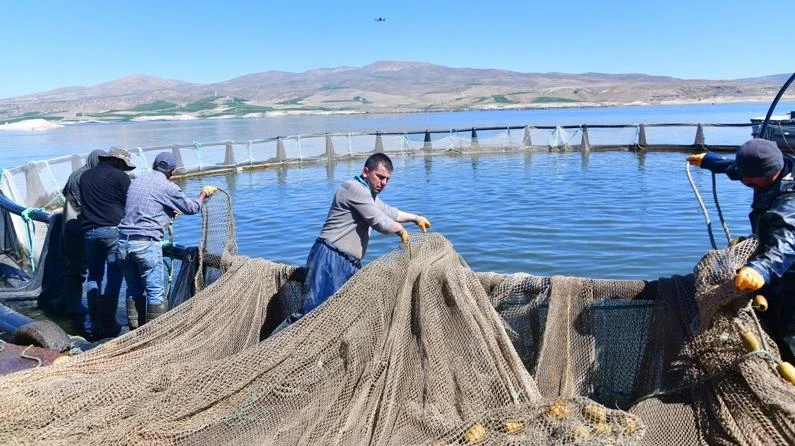 Denizi olmayan Kayseri'de somon hasadı